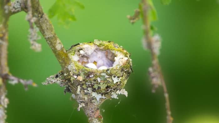  How do you get hummingbirds to nest in your yard?