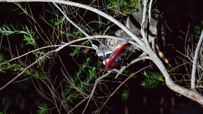  How do you make a baffle for a bird feeder?