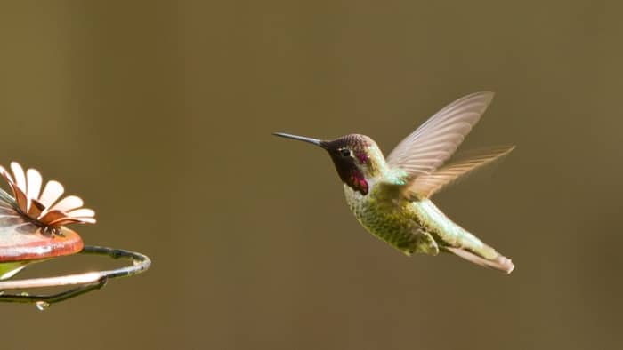 How do you make a cheap hummingbird feeder?