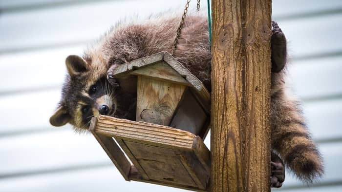  How high should a racoon baffle be?