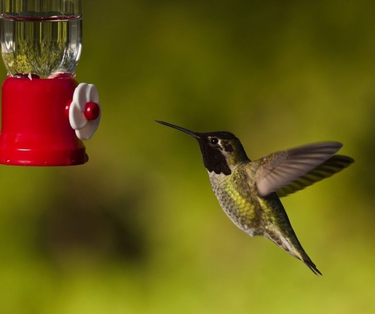 How to Keep Ants off the Hummingbird Feeder? Hummingbirds Info