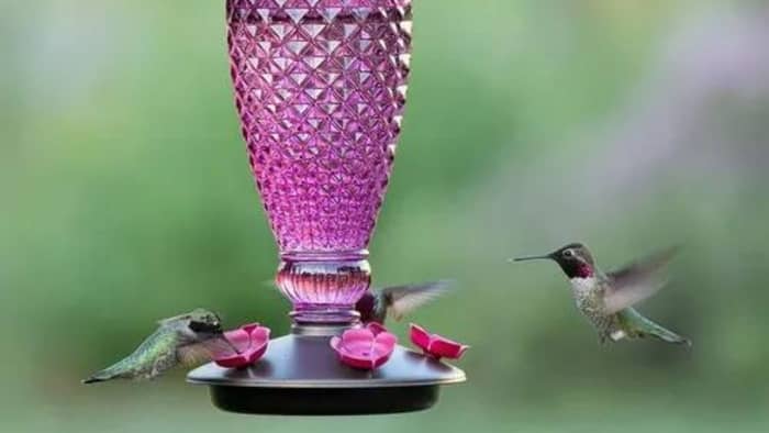  Is glass or plastic hummingbird feeders better?