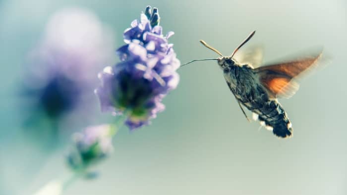  Is it rare to see a hummingbird moth?