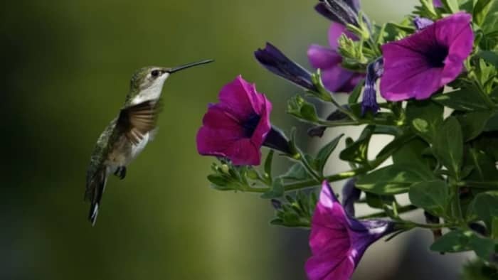  Perennial Morning Glory