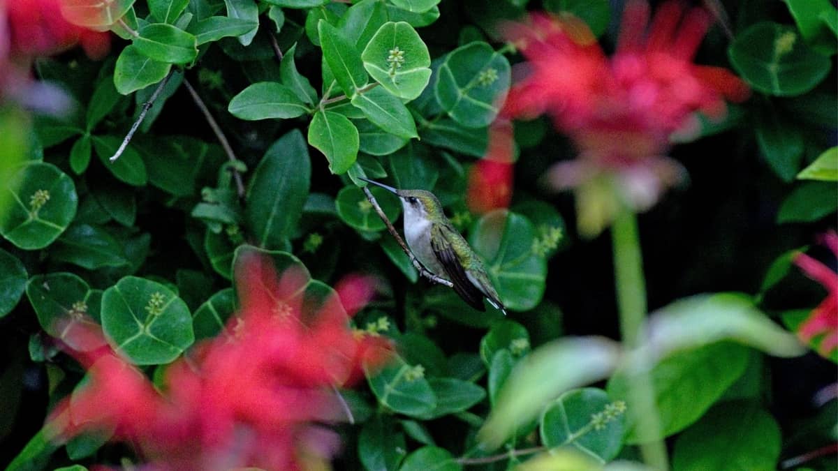 Plants That Attract Hummingbirds In Florida