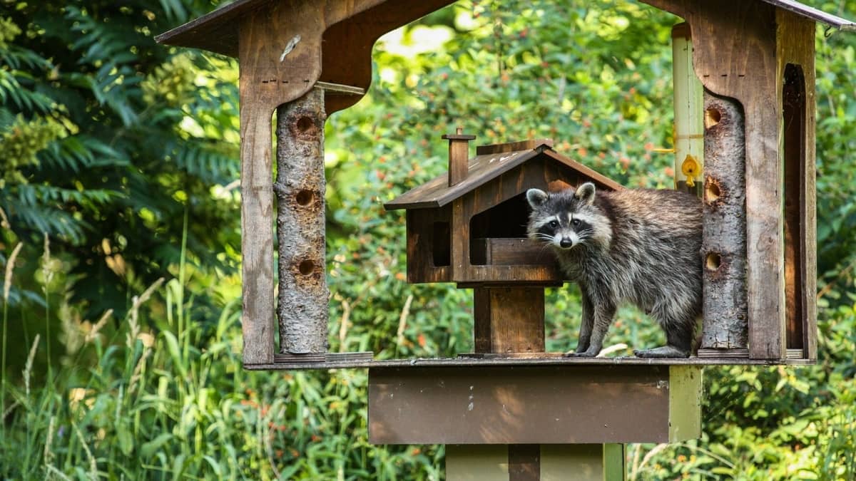 Raccoon Baffles For Bird Feeders