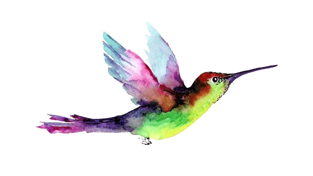 Watercolor Paintings Of Hummingbirds