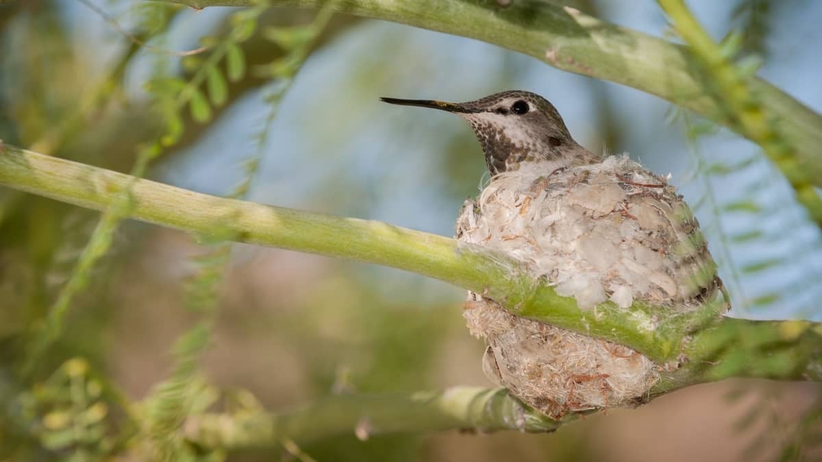 What Kind Of Trees Do Hummingbirds Nest In