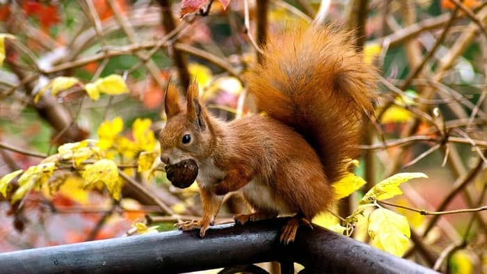  What animal makes a loud clicking noise at night?