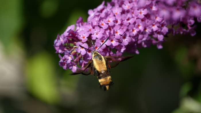  What do hummingbird moths turn into?