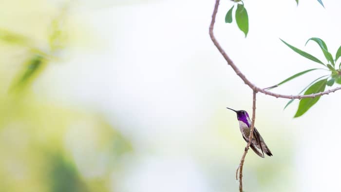  What flowers do Florida hummingbirds like