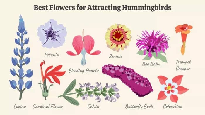  What flowers do Florida hummingbirds like?