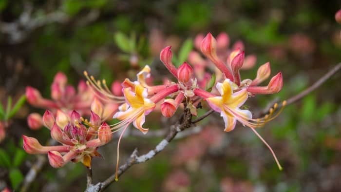  What is a hummingbird's favorite flower?