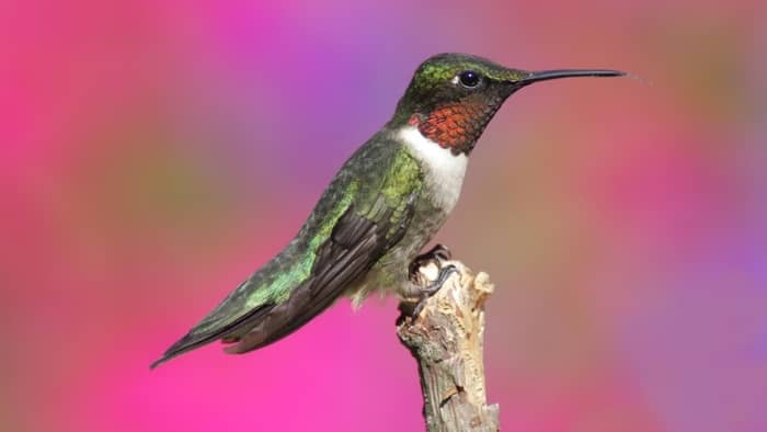 What is the ratio of male to female hummingbirds