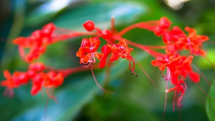  What plants attract hummingbirds in Central Florida?