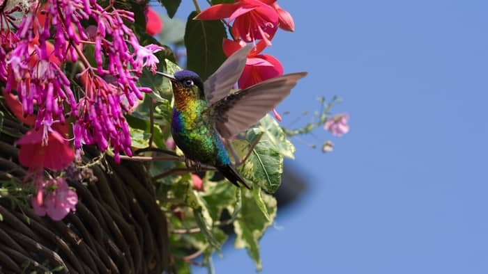  What potted flowers attract hummingbirds and butterflies?