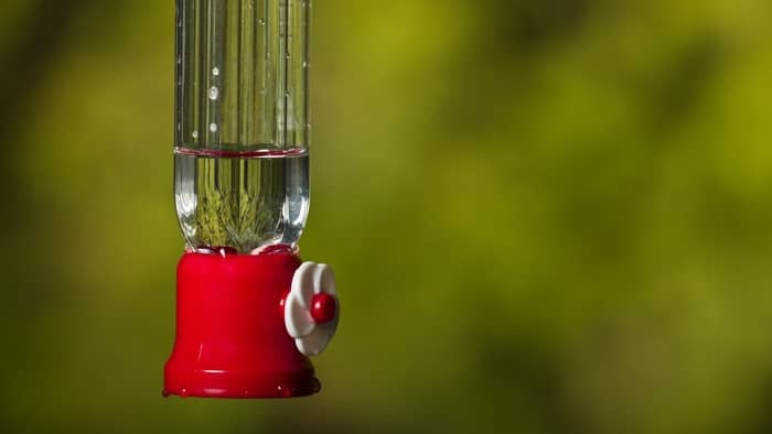  What time of year do hummingbirds stop coming around?