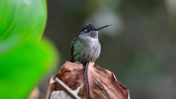  When should you put out hummingbird feeders in Colorado?