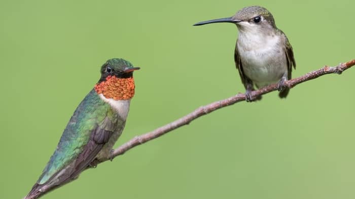  Why do I never see male hummingbirds