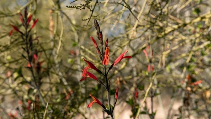  Why is my hummingbird bush not blooming?