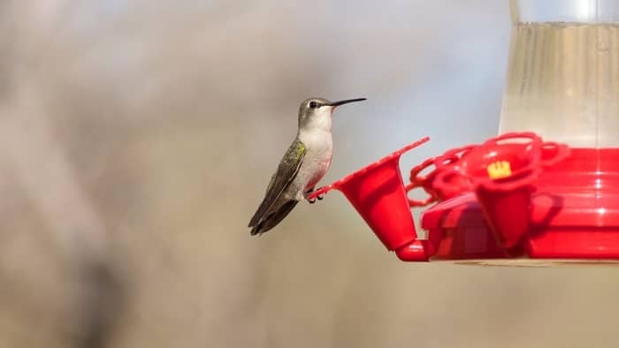  ant traps for hummingbird feeders