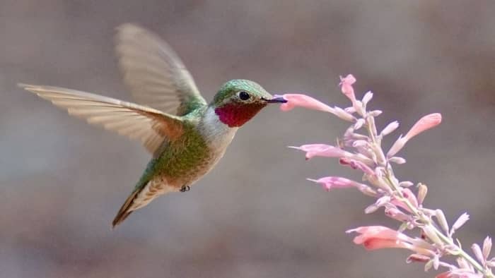  are there hummingbirds in colorado