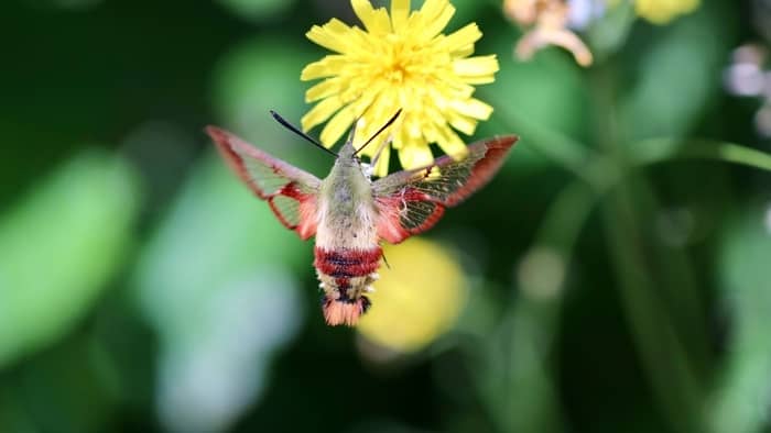  bee that looks like hummingbird