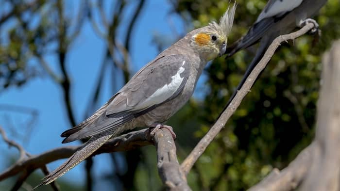  bird that makes a knocking sound