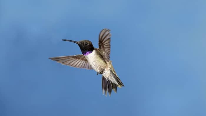  black chinned hummingbird sound