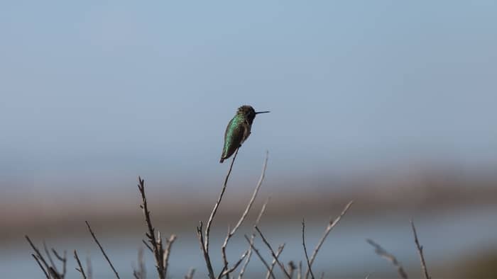  black chinned hummingbird