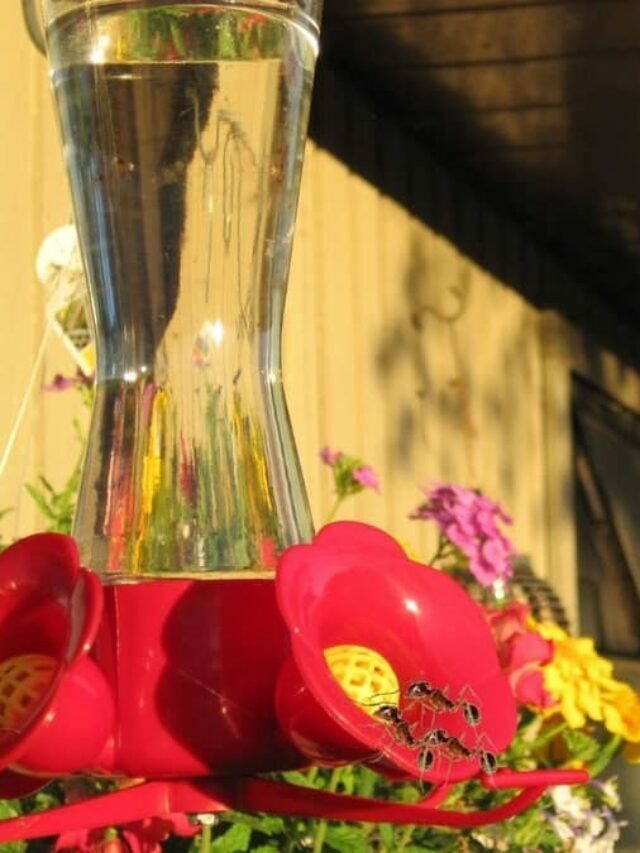 3 Easy DIY For Ant Traps In Hummingbird Feeders