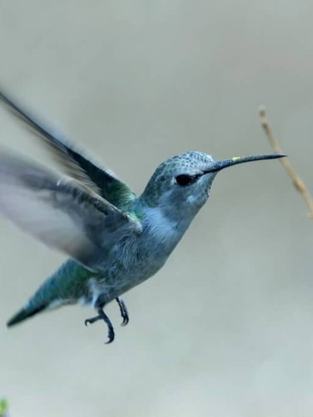 what-are-some-sounds-you-can-hear-from-birds-at-night-hummingbirds-info