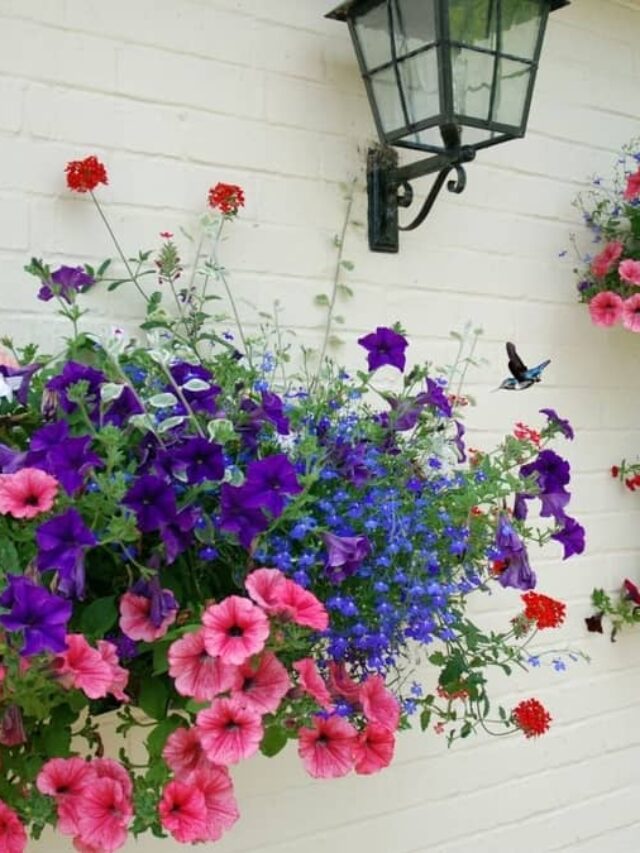 Cropped Hanging Baskets That Attract Hummingbirds 