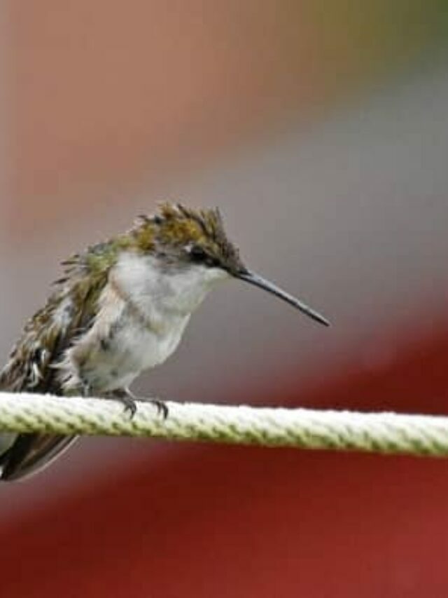 5 Amazing Hummingbirds To See In Colorado And When