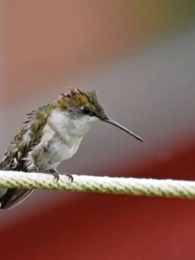 cropped-when-do-hummingbirds-leave-colorado.jpeg