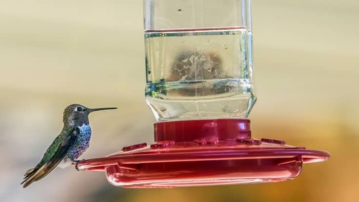  discount hummingbird feeders