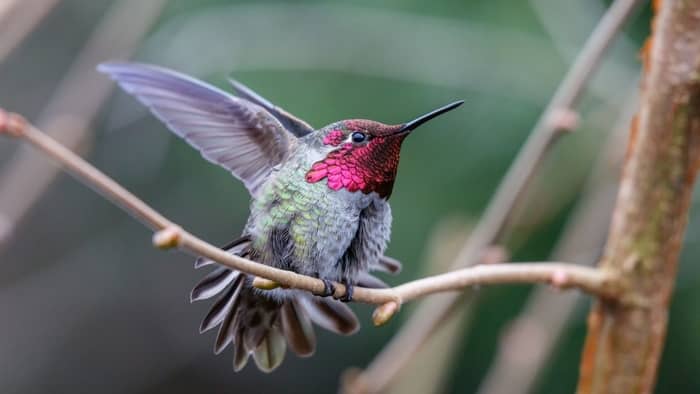  do hummingbirds chirp