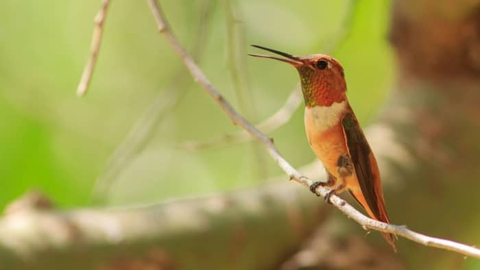  do hummingbirds make noise