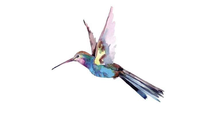  easy watercolor hummingbird
