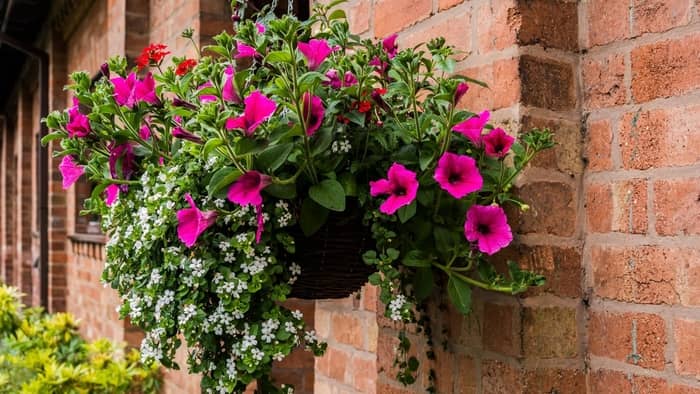  hanging baskets flowers for hummingbirds