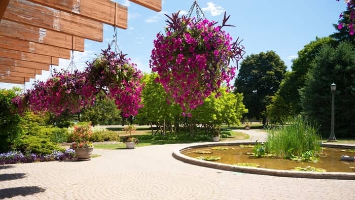  hanging baskets that attract hummingbirds hanging baskets that attract hummingbirds