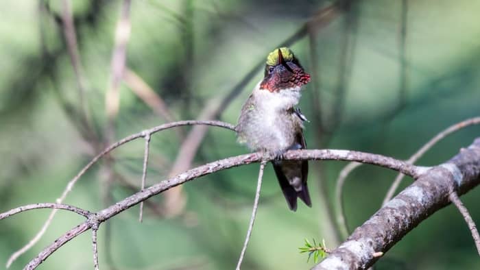  how long do hummingbirds stay in south carolina