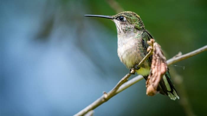  how to attract hummingbirds in south carolina