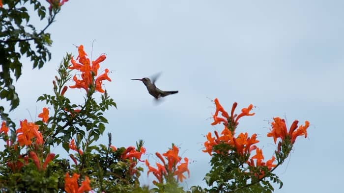  hummingbird bush care