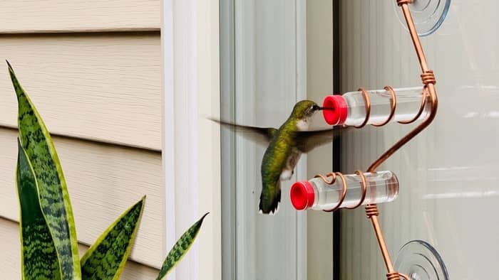  hummingbird feeders for windows