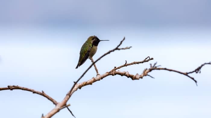  hummingbird migration pennsylvania