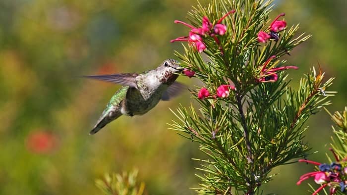  hummingbird season in pa