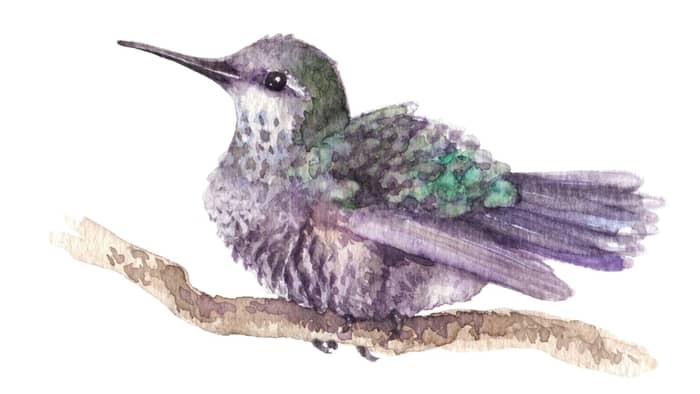  hummingbird watercolor