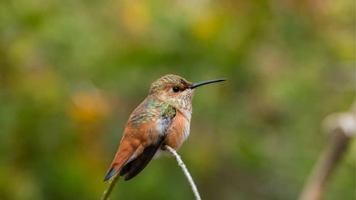 hummingbirds in denver