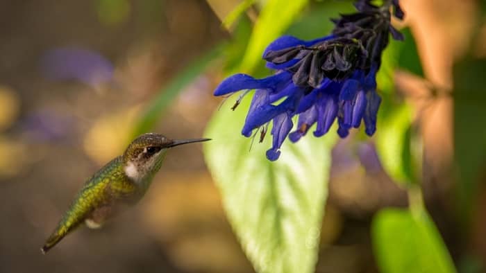  plants that attract hummingbirds in florida